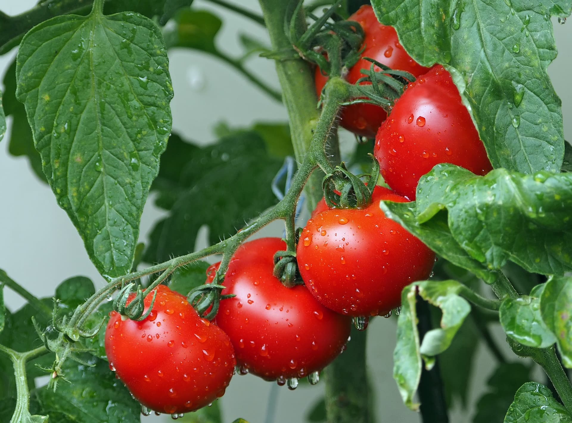 Tomates fraîches sur un étal de marché
